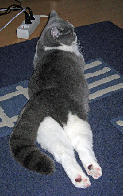 冰与火之歌,深圳队粉碎太阳神话,戈贝尔抢七夜化身禁区主宰